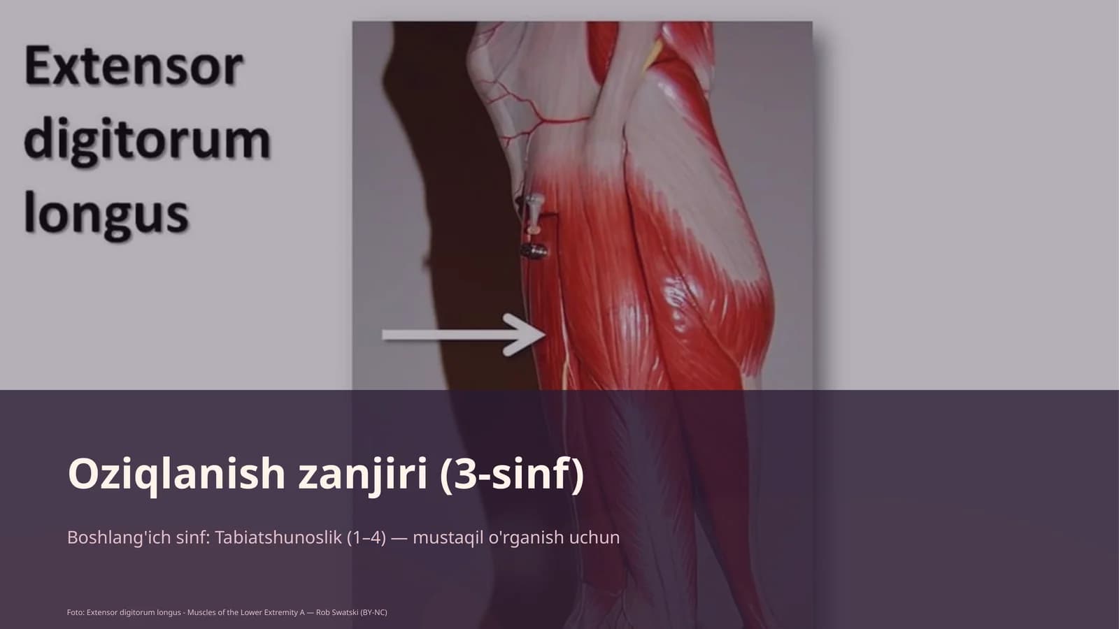 Oziqlanish zanjiri (3-sinf)