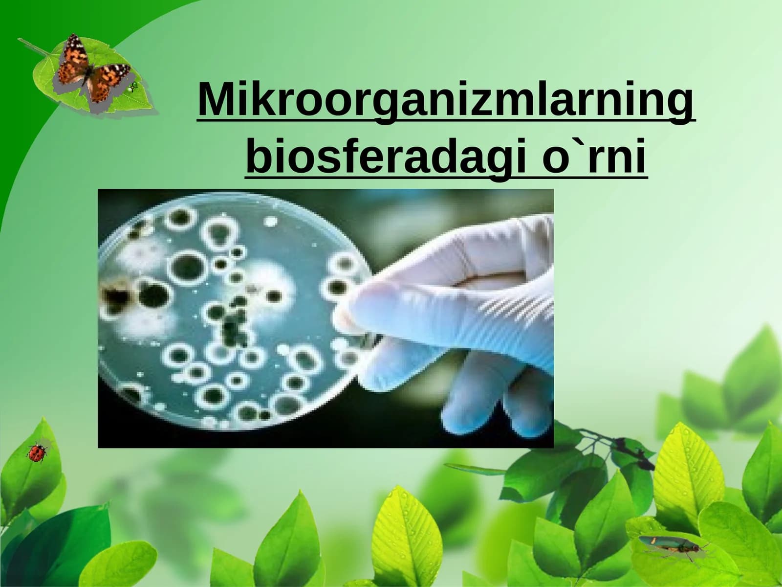 Mikroorganizmlarning biosferada gi`rni