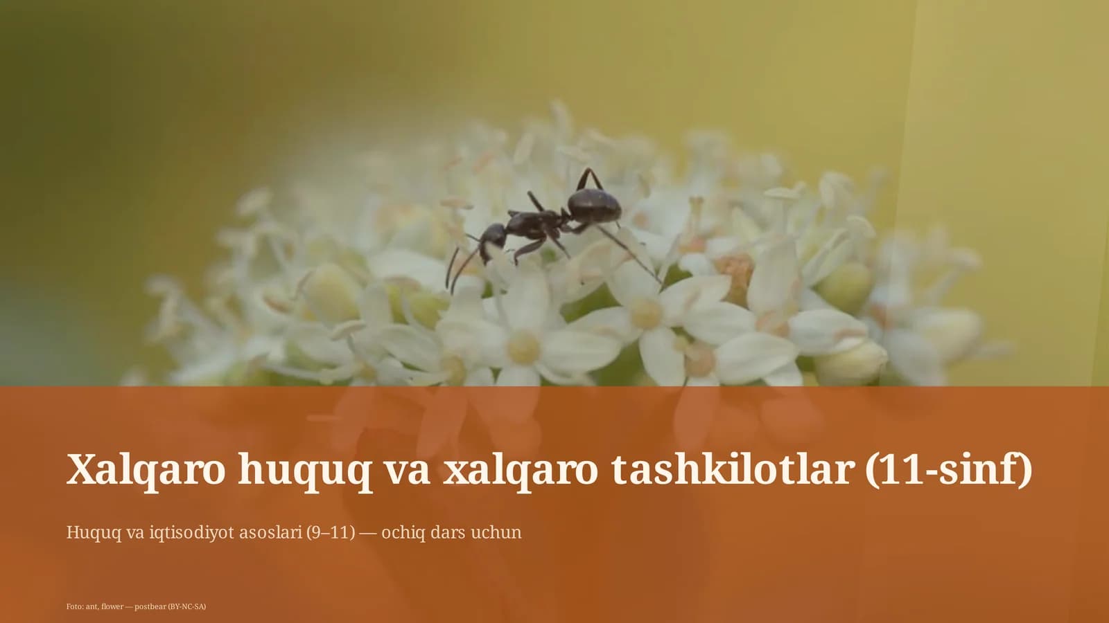 Xalqaro huquq va xalqaro tashkilotlar (11-sinf)