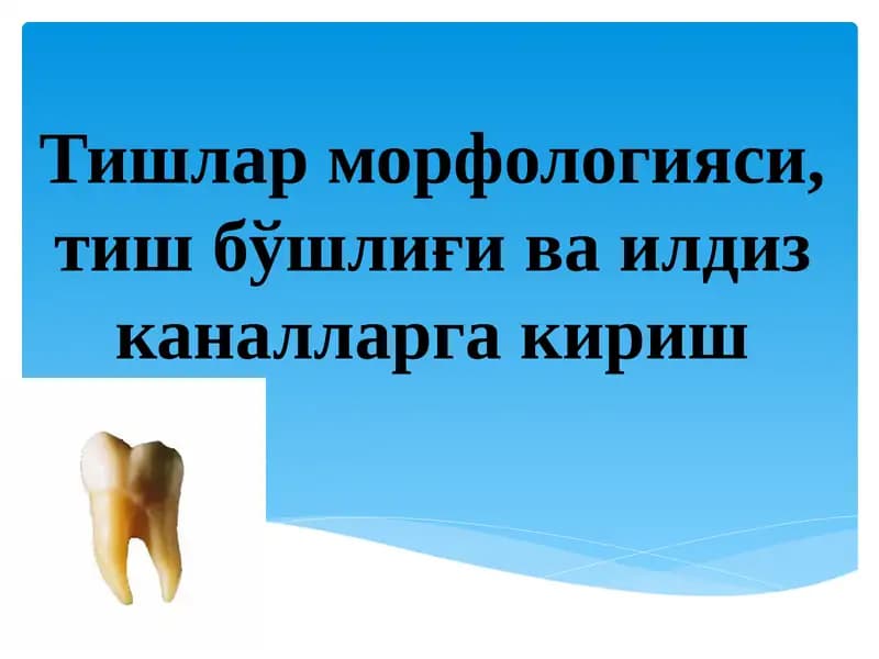 Тишлар морфологияси, тиш бўшлиғи ва илдиз каналларга кириш