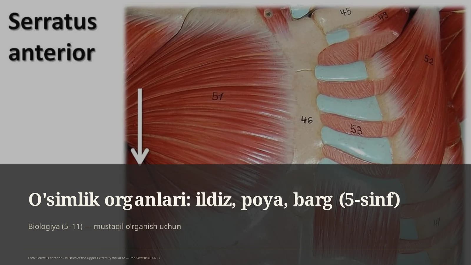 O'simlik organlari