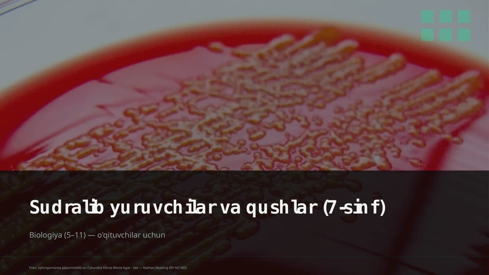 Sudralib yuruvchilar va qushlar (7-sinf)