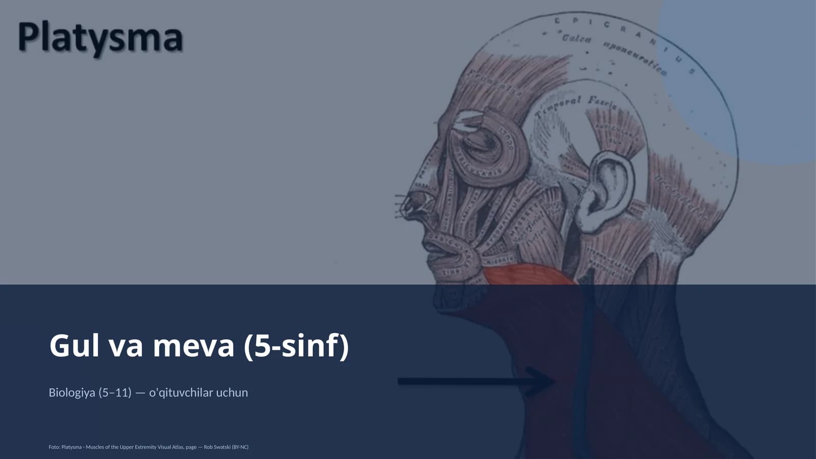 Gul va meva (5-sinf)