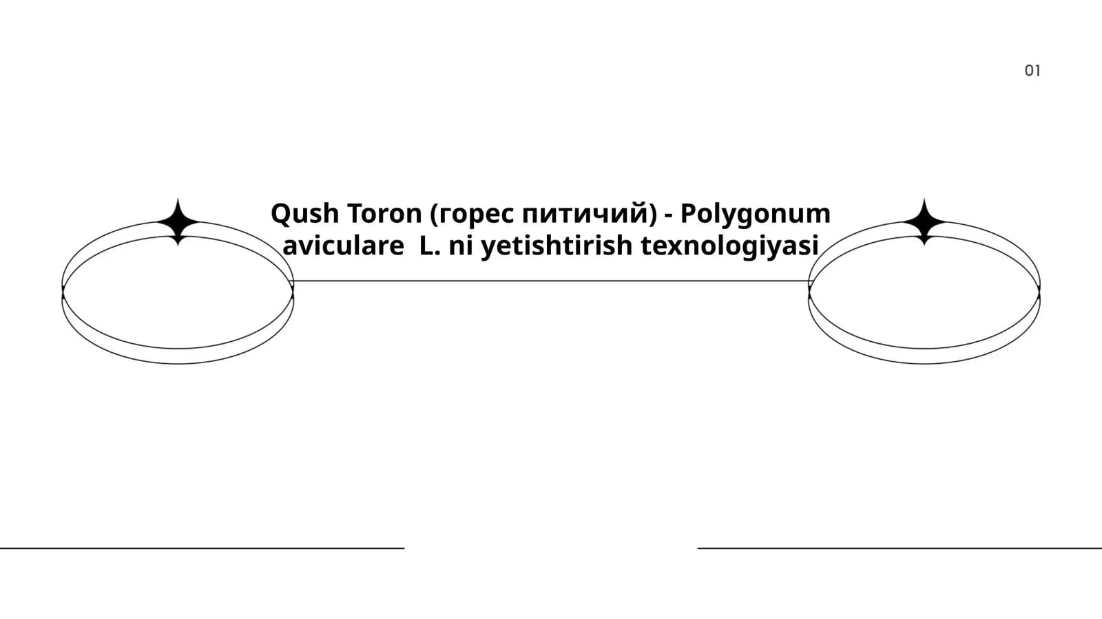 Qush Toron (горес питичий) - Polygonum aviculare L. ni yetishtirish texnologiyasi