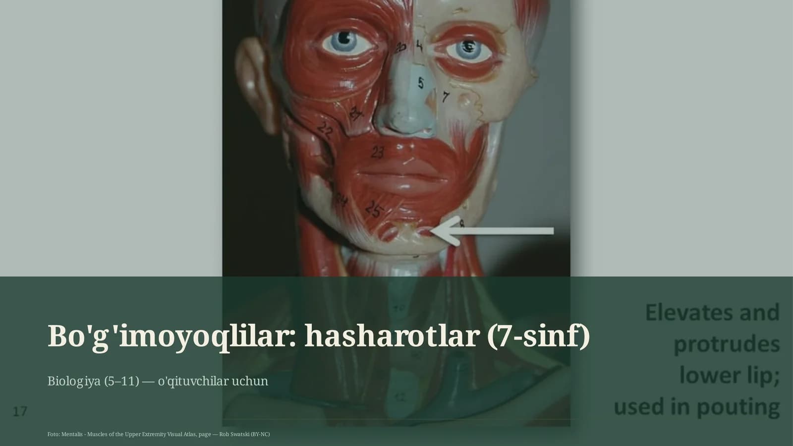 Bo'g'imoyoqlilar: Hasharotlar (7-sinf)
