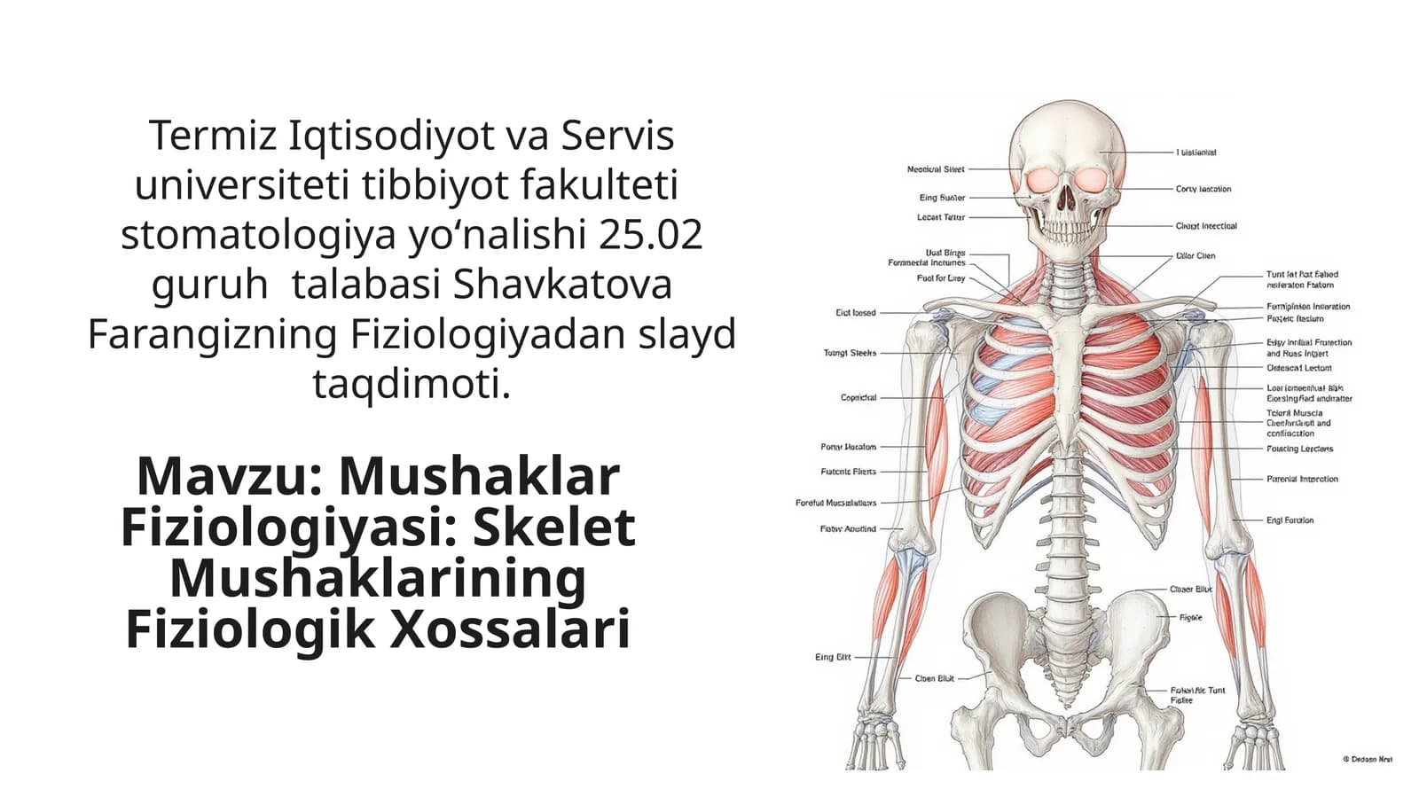 Mushaklar Fiziologiyasi: Skelet Mushaklarining Fiziologik Xossalari