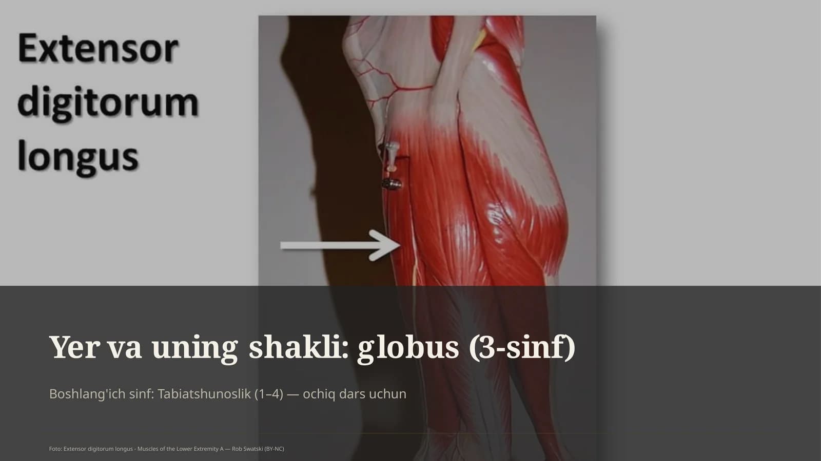 Globus (3-sinf)