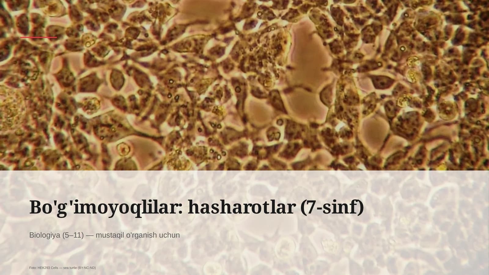 Bo'g'imoyoqlilar: hasharotlar (7-sinf)