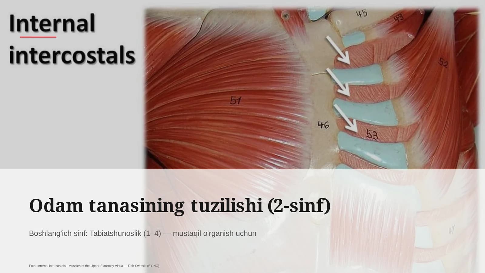 Odam tanasining tuzilishi (2-sinf)