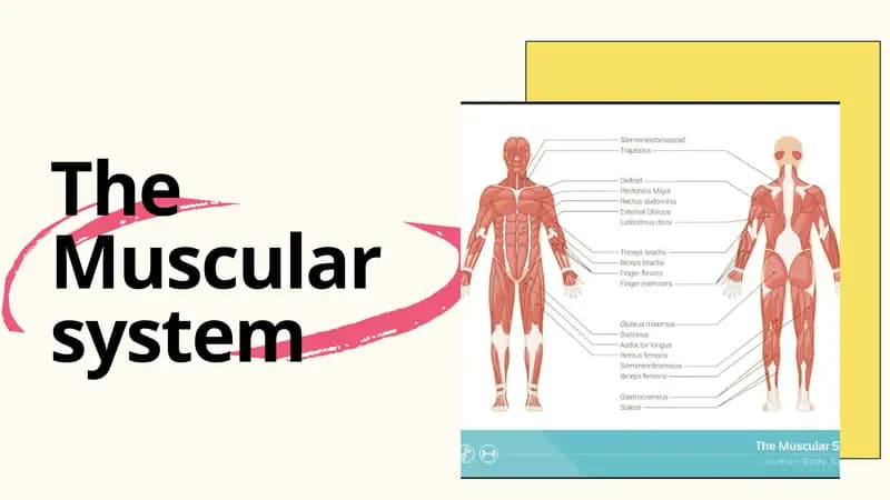 The Muscular system