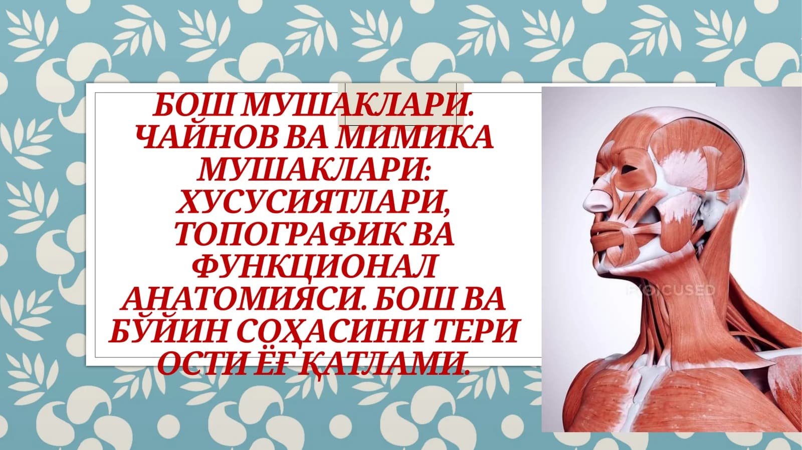 Бош мушаклари. Чайнов ва мимика мушаклари: хусусиятлари, топографик ва функционал анатомияси. Бош ва бўйин соҳасини тери ости ёғ қатлами