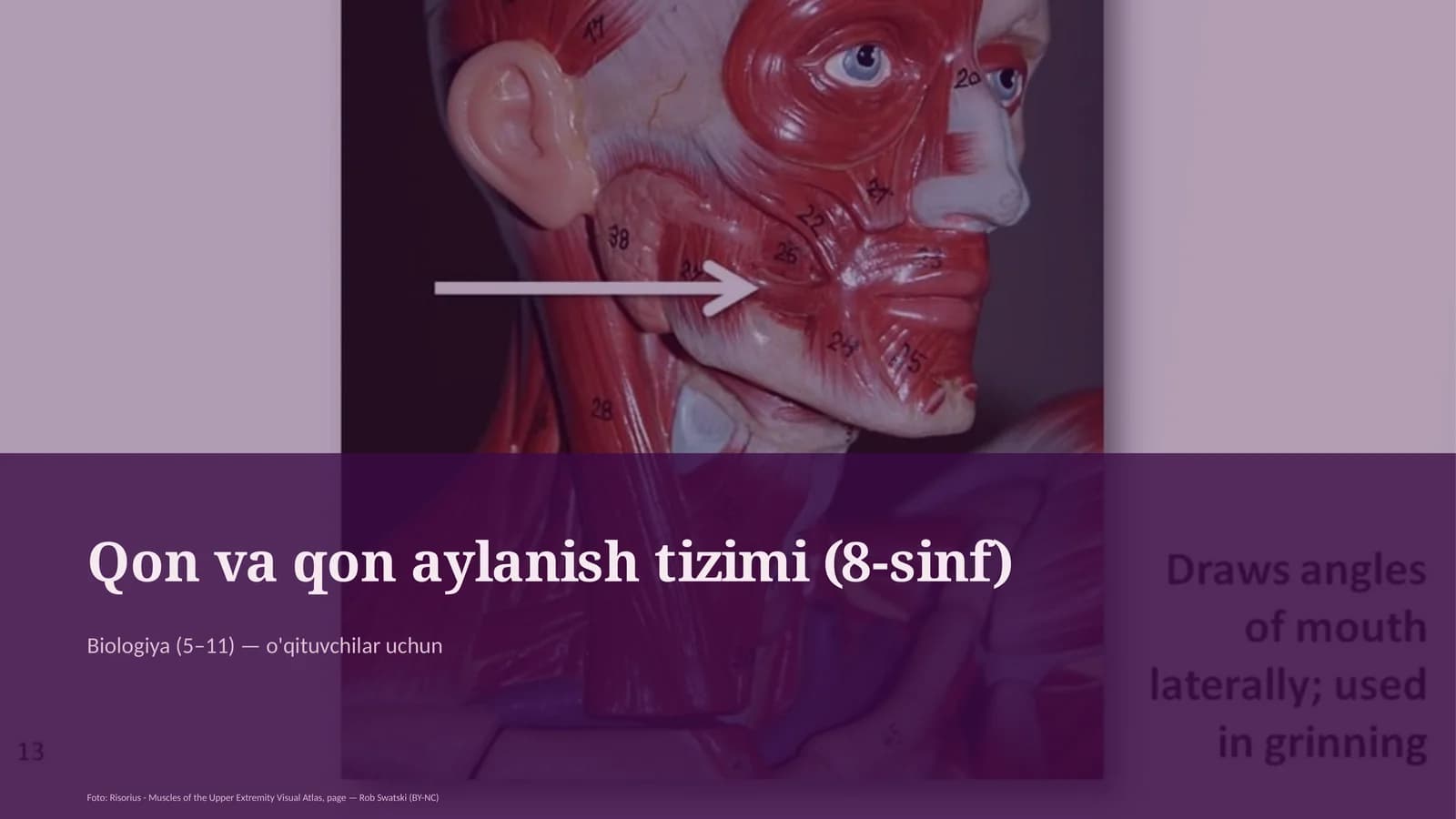 Qon va qon aylanish tizimi (8-sinf)