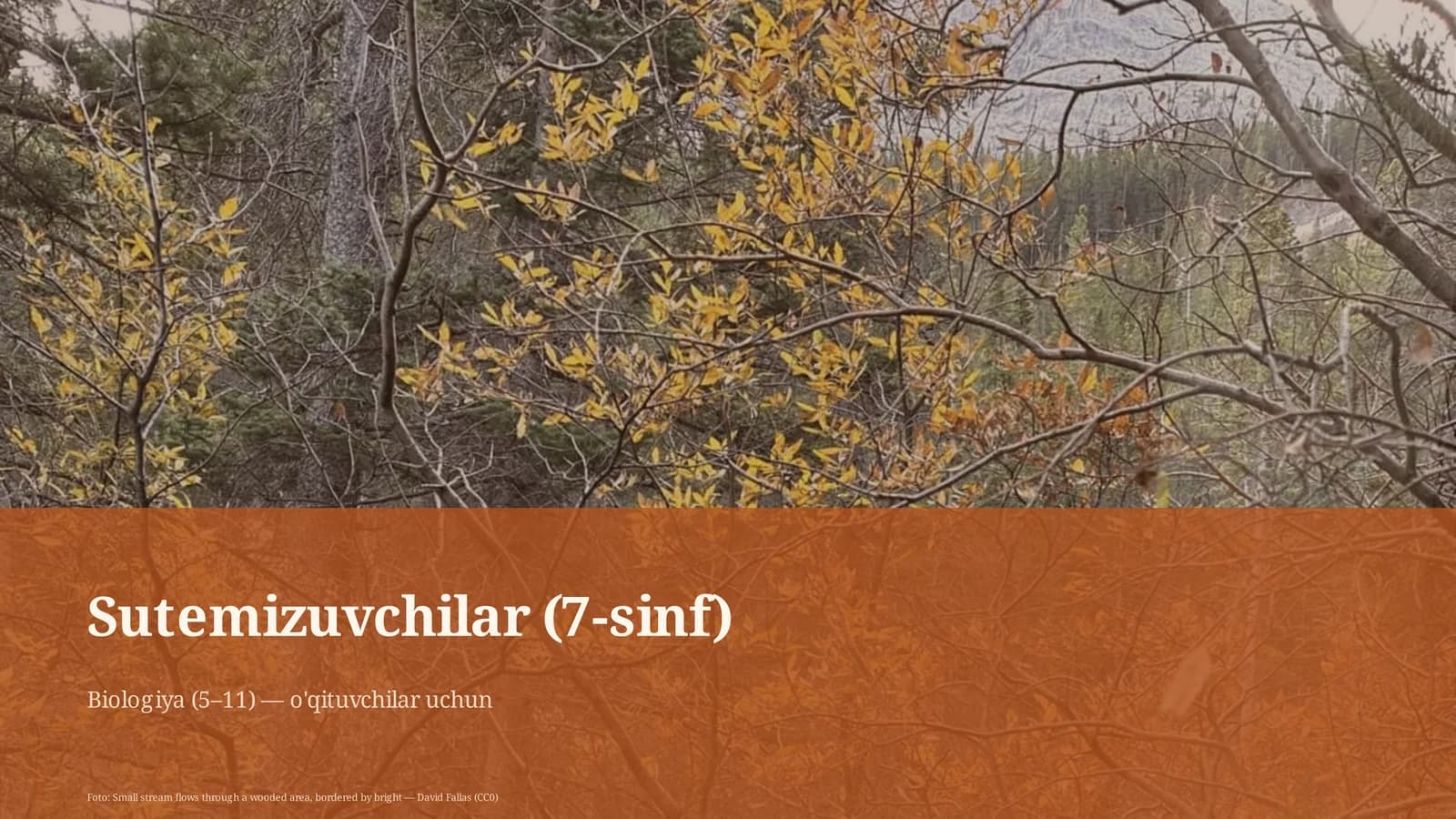 Sutemizuvchilar (7-sinf)