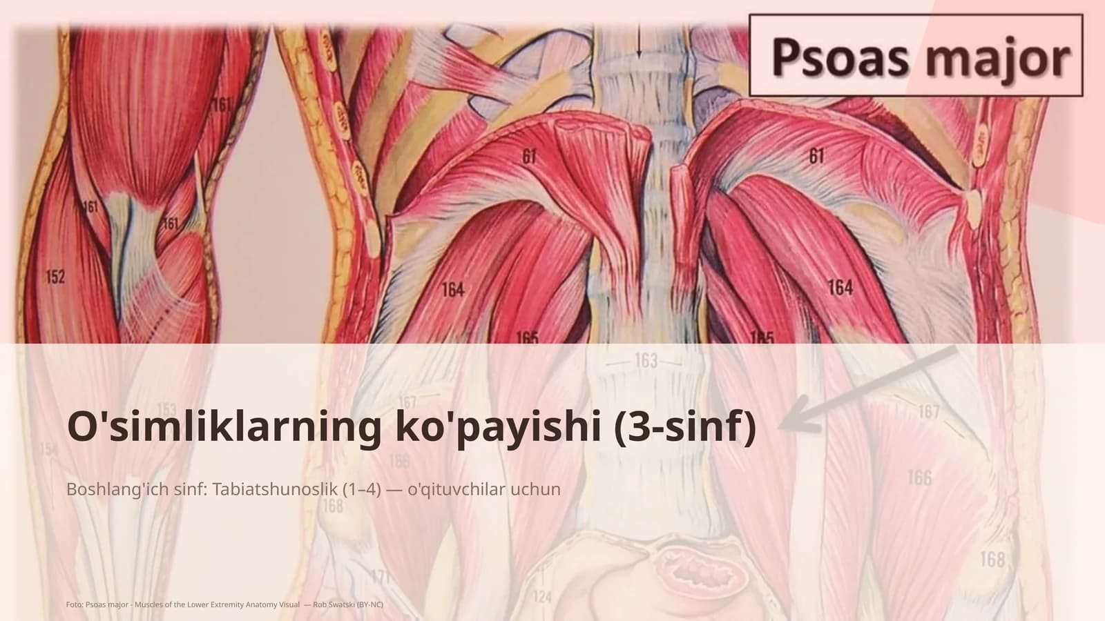O'simliklarning ko'payishi (3-sinf)