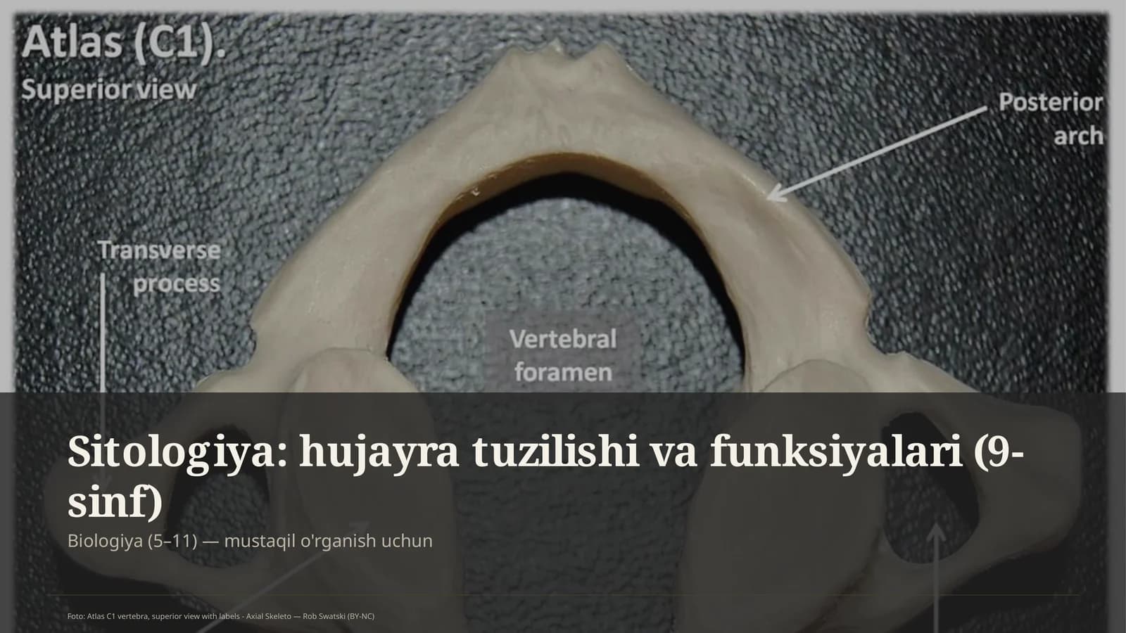 Sitologiya: hujayra tuzilishi va funksiyalari (9-sinf)