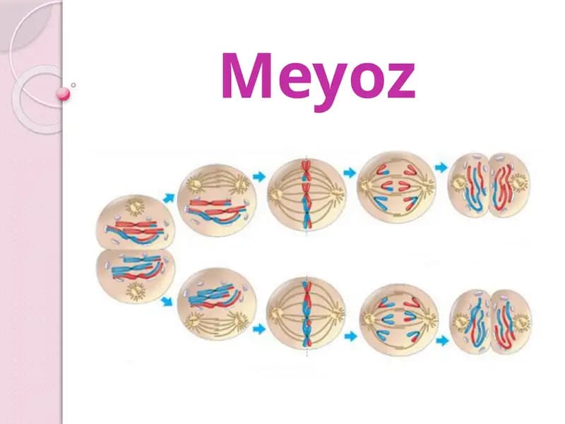 Meyoz