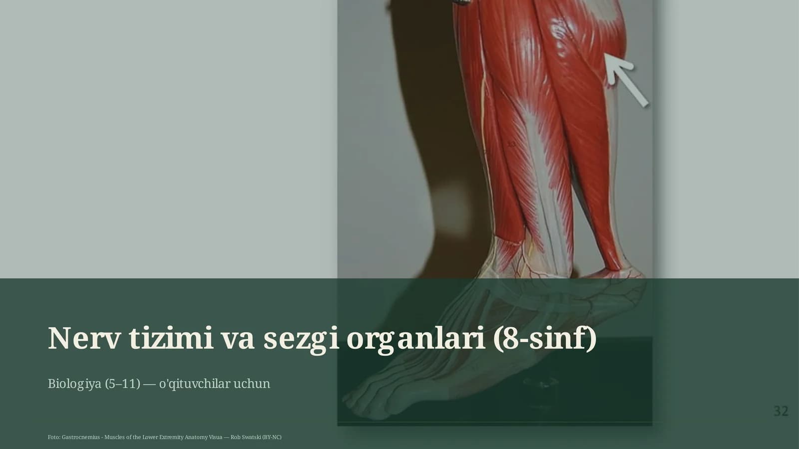 Nerv tizimi va sezgi organlari (8-sinf)