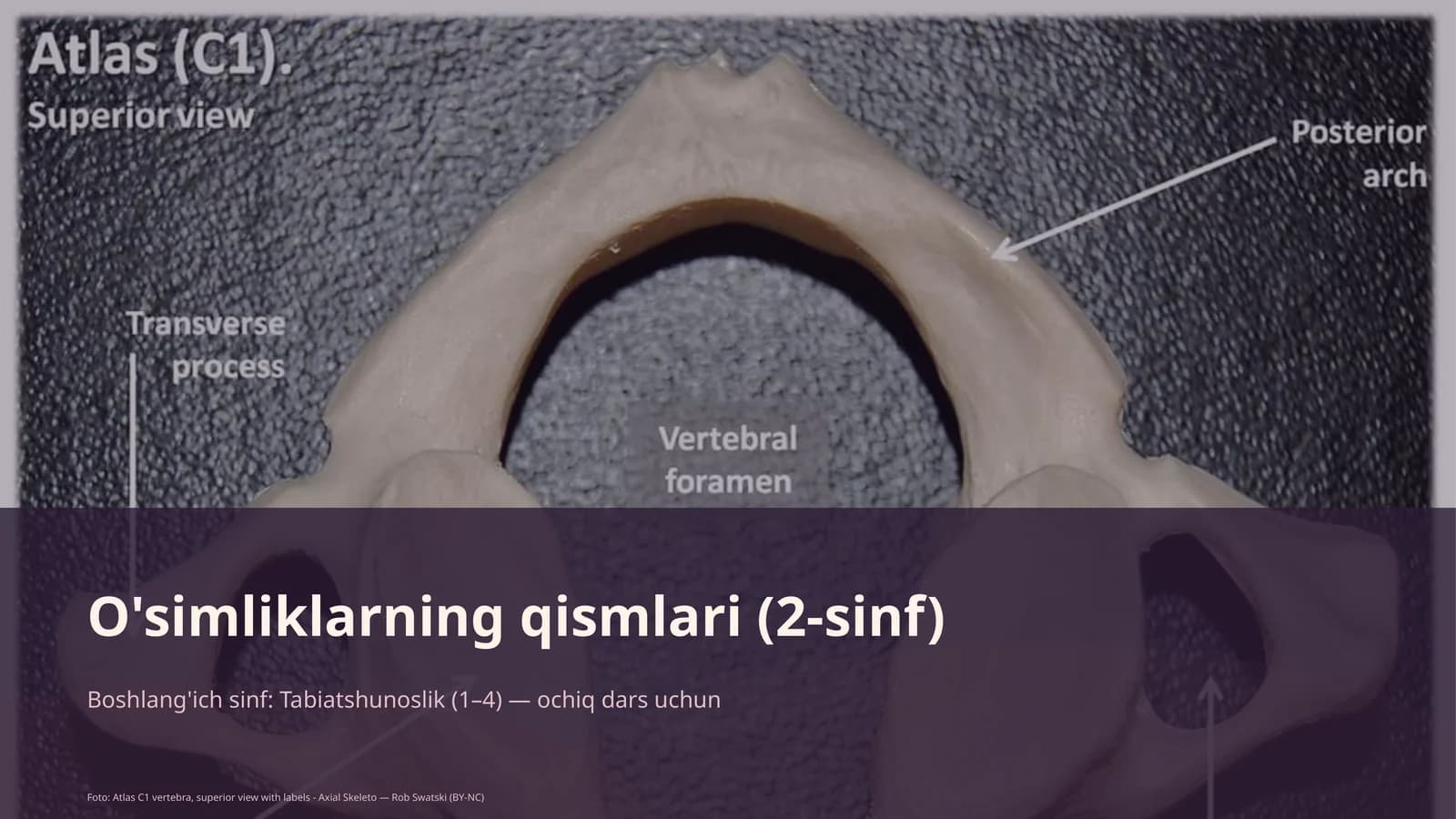O'simliklarning qismlari (2-sinf)