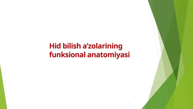 Hid bilish a’zolarining funksional anatomiyasi