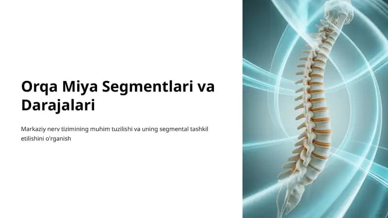 Orqa Miya Segmentlari va Darajalari