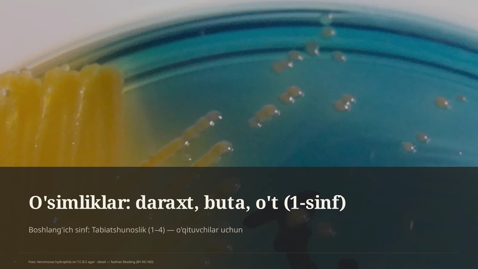 O'simliklar: daraxt, buta, o't (1-sinf)