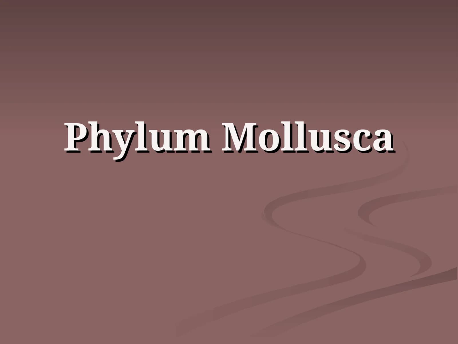 Phylum Mollusca