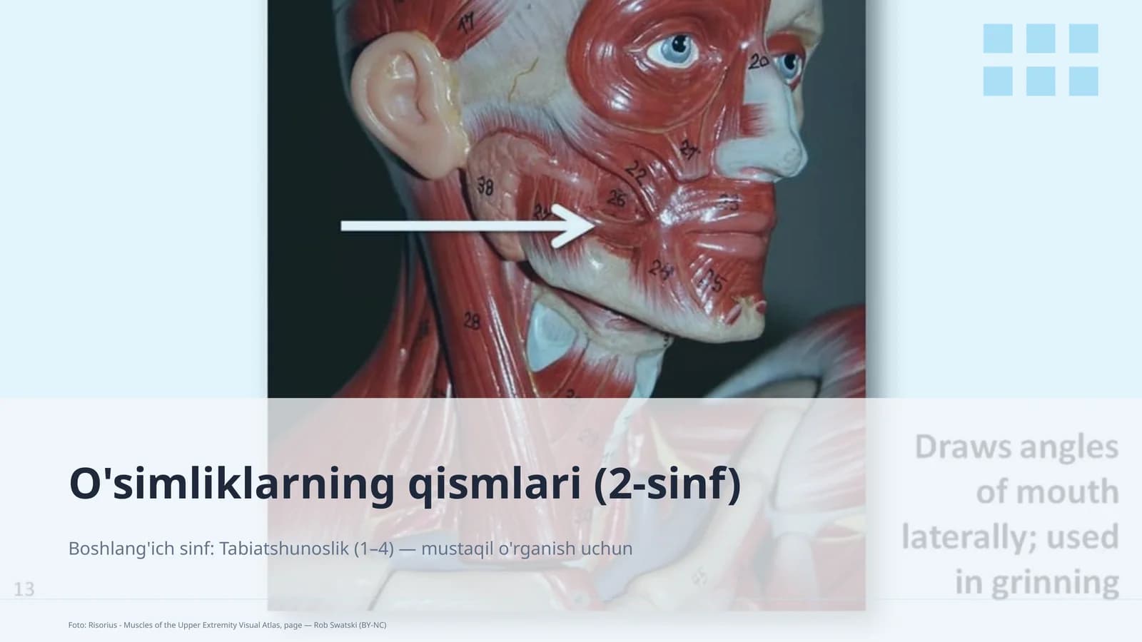 O'simliklarning qismlari (2-sinf)