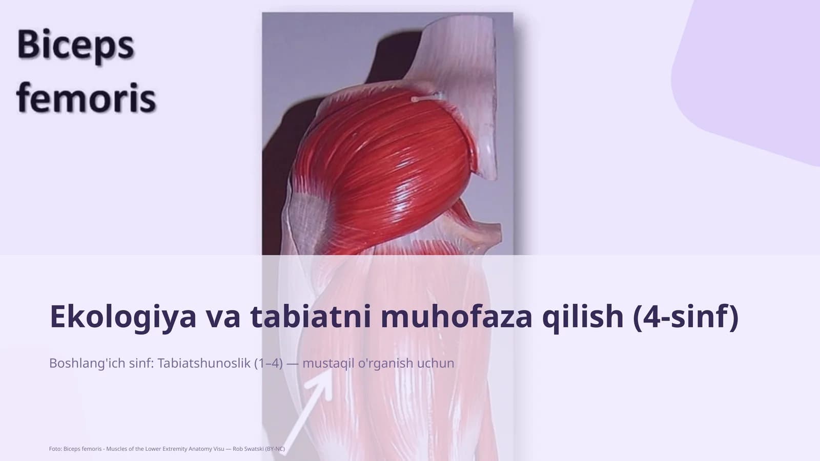 Ekologiya va tabiatni muhofaza qilish (4-sinf)
