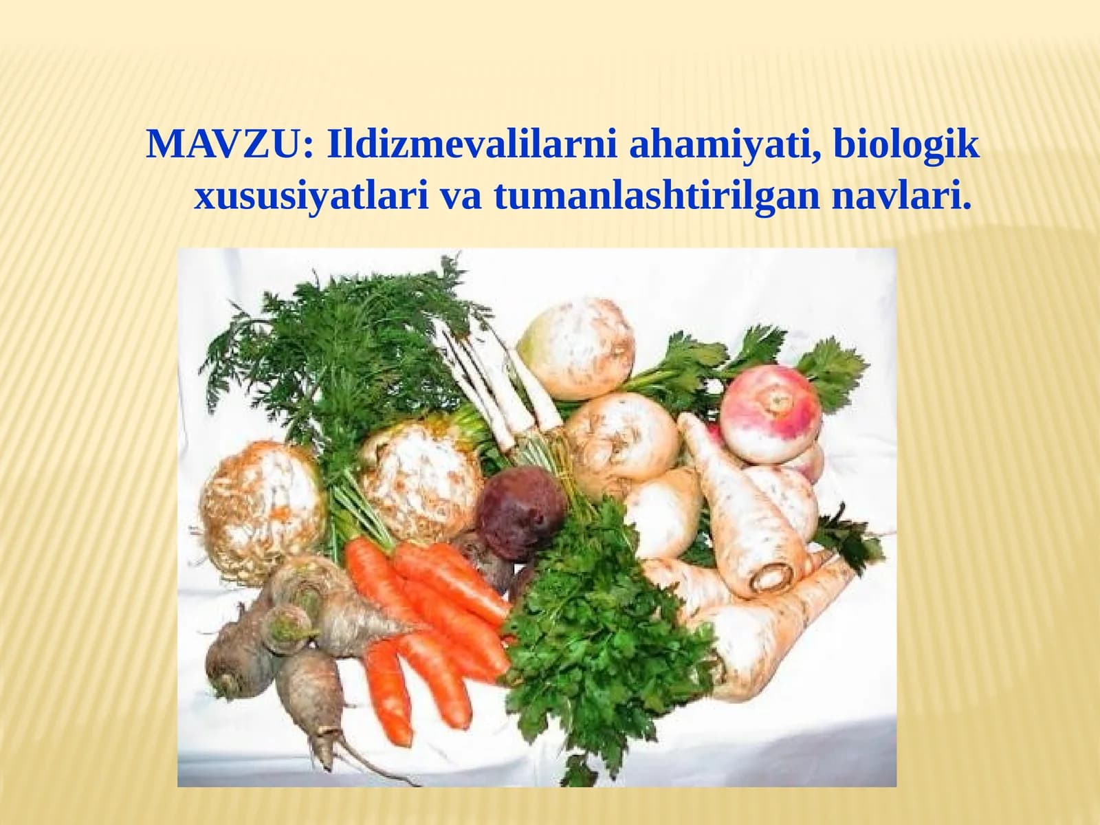 Ildizmevalilarniahamiyati,biologikxususiyatlarivatumanlashtirilgannavlari