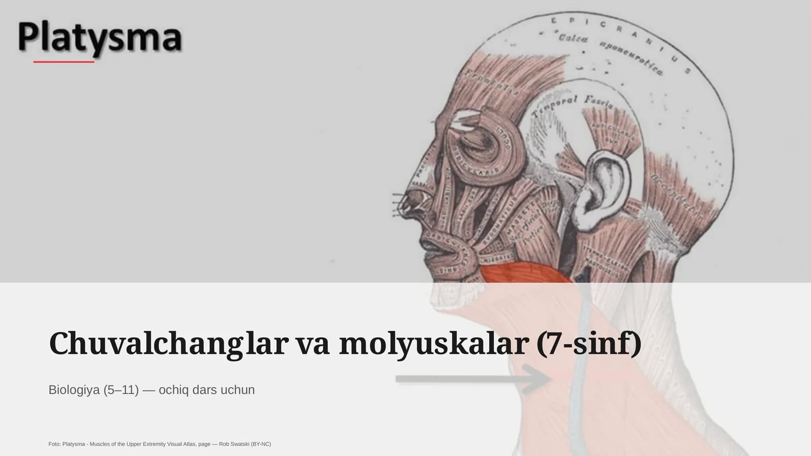 Chuvalchanglar va molyuskalar (7-sinf)