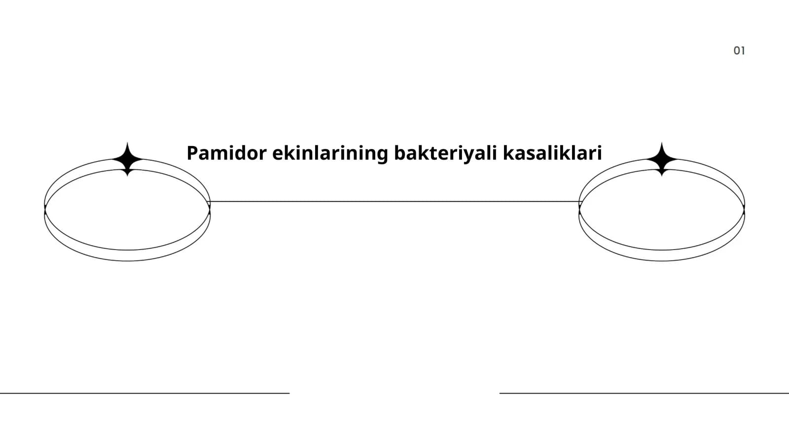 Pamidor ekinlarining bakteriyali kasaliklari