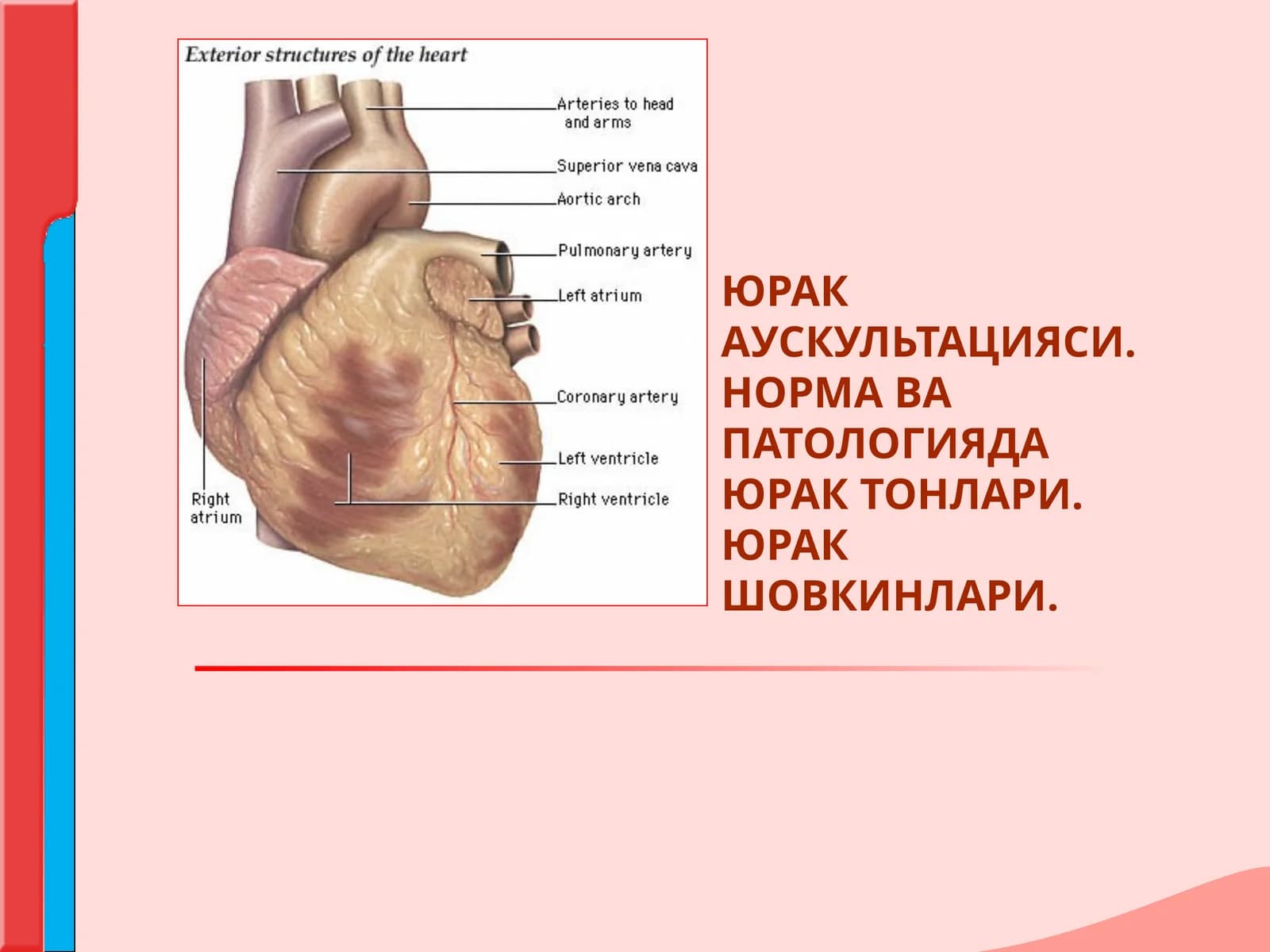 ЮРАК АУСКУЛЬТАЦИЯСИ