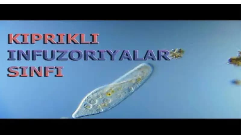 KIPRIKLI INFUZORIYALAR SINFI