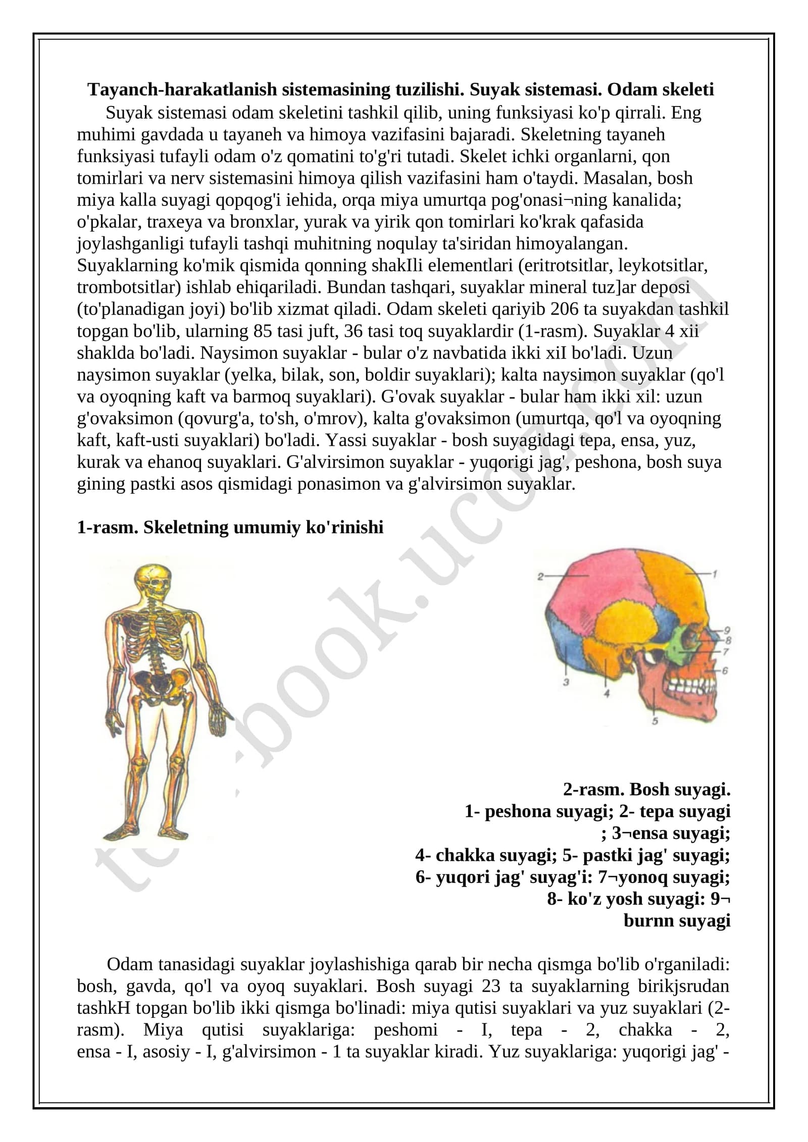 Tayanch-harakatlanish sistemasining tuzilishi. Suyak sistemasi. Odam skeleti
