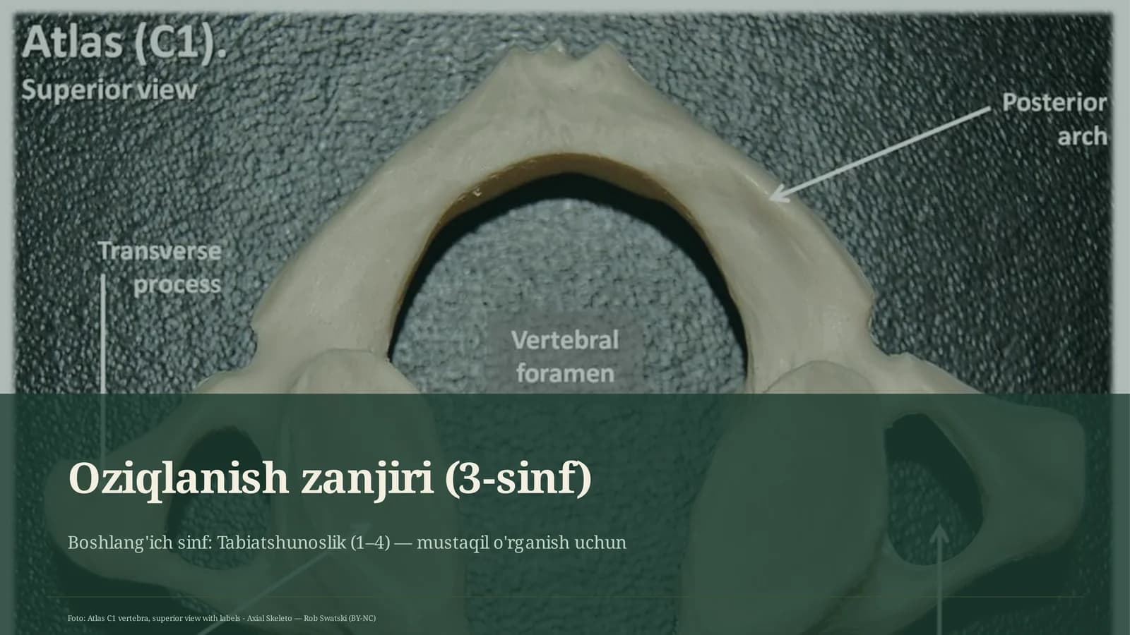 Oziqlanish zanjiri (3-sinf)