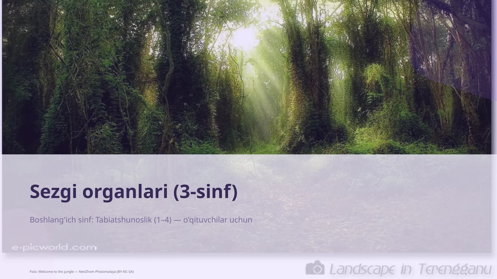 Sezgi organlari (3-sinf)
