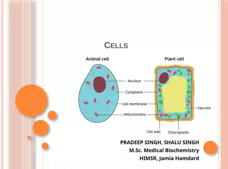 Cells