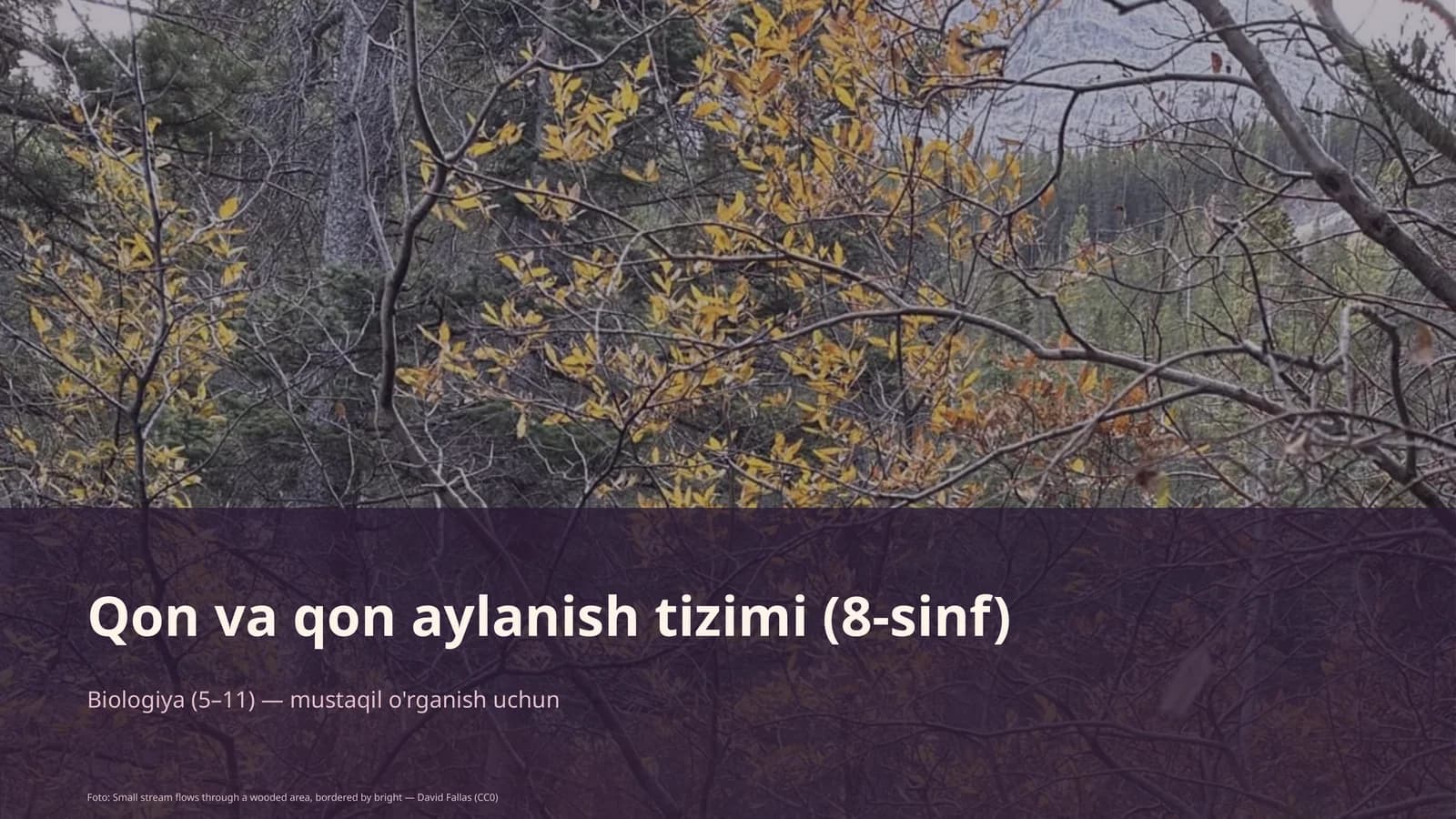Qon va qon aylanish tizimi (8-sinf)