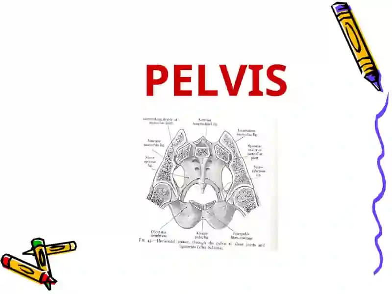 Pelvis