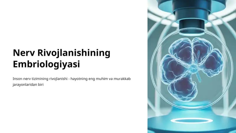 Nerv Rivojlanishining Embriologiyasi