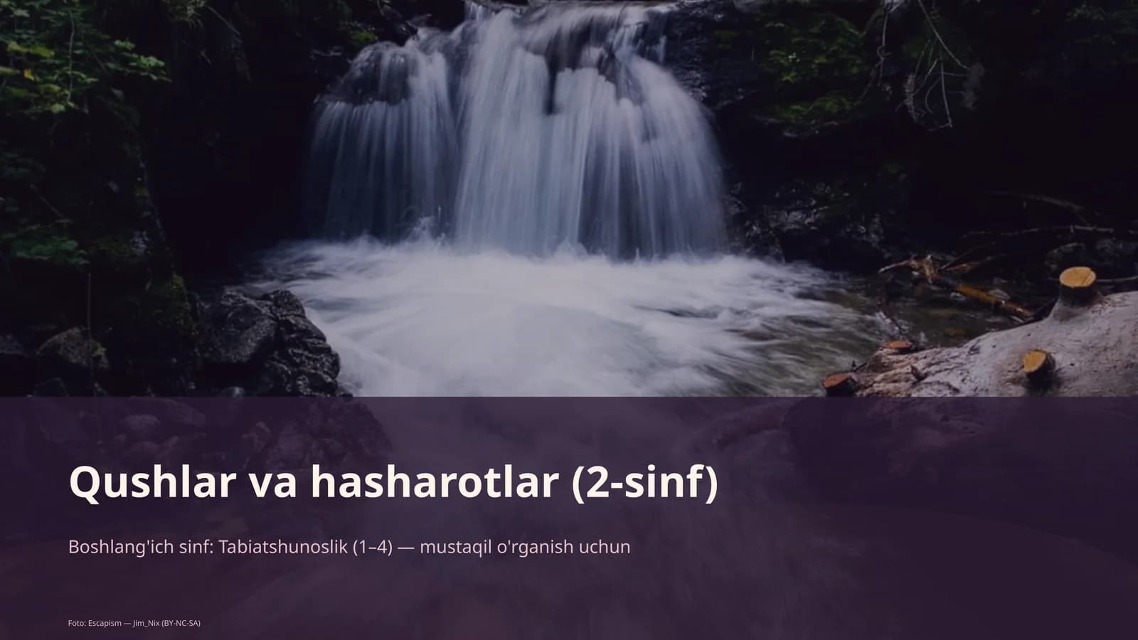 Qushlar va hasharotlar (2-sinf)