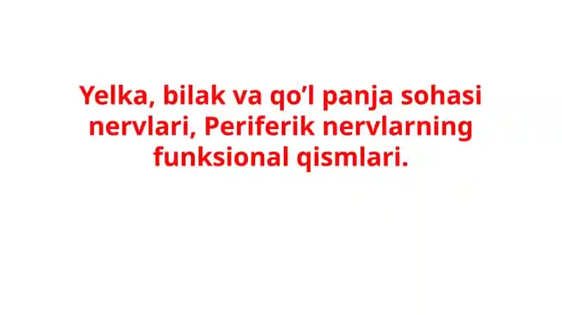 Yelka, bilak va qo’l panja sohasi nervlari, Periferik nervlarning funksional qismlari.