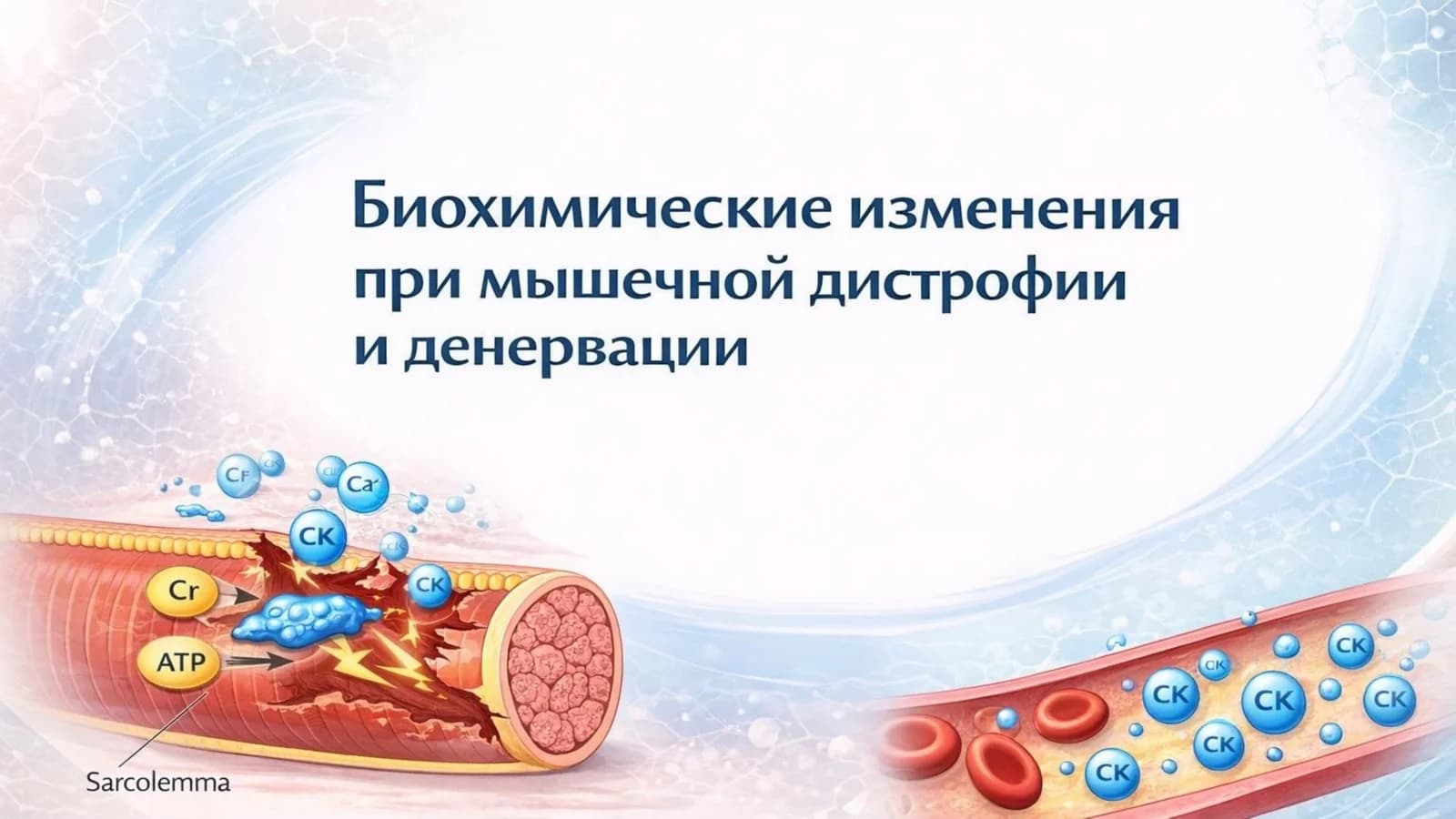 Биохимические изменения при мышечной дистрофии и денервации