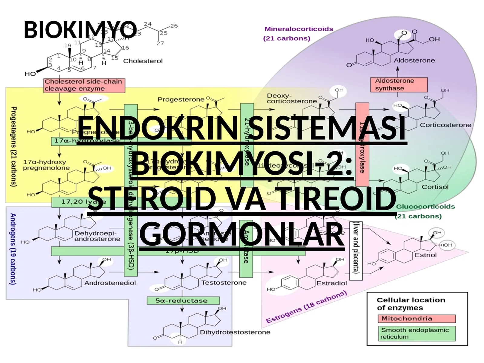 ENDOKRIN SISTEMASI BIOKIMYOSI-2: STEROID VA TIREOID GORMONLAR