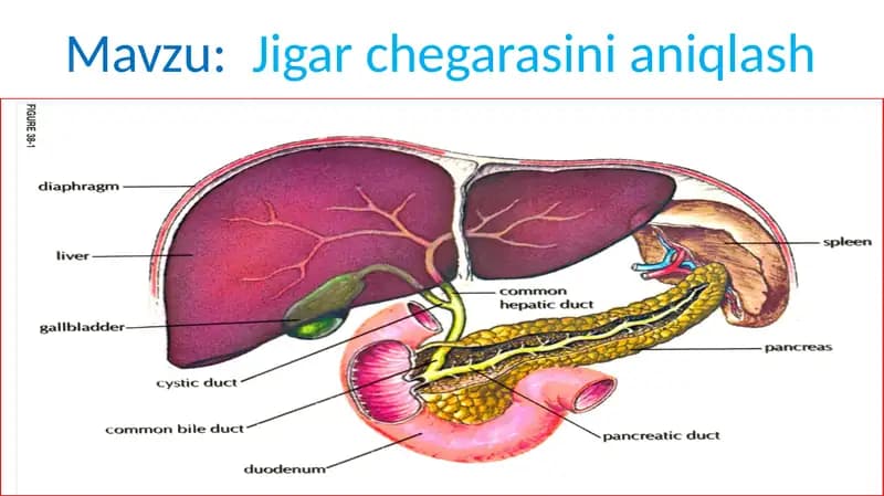 Jigar chegarasini aniqlash