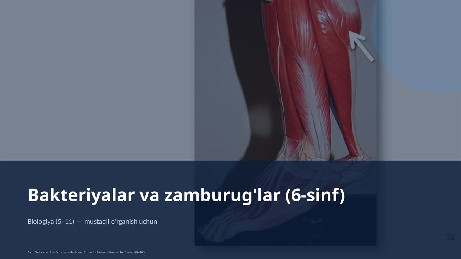 Bakteriyalar va zamburug'lar (6-sinf)
