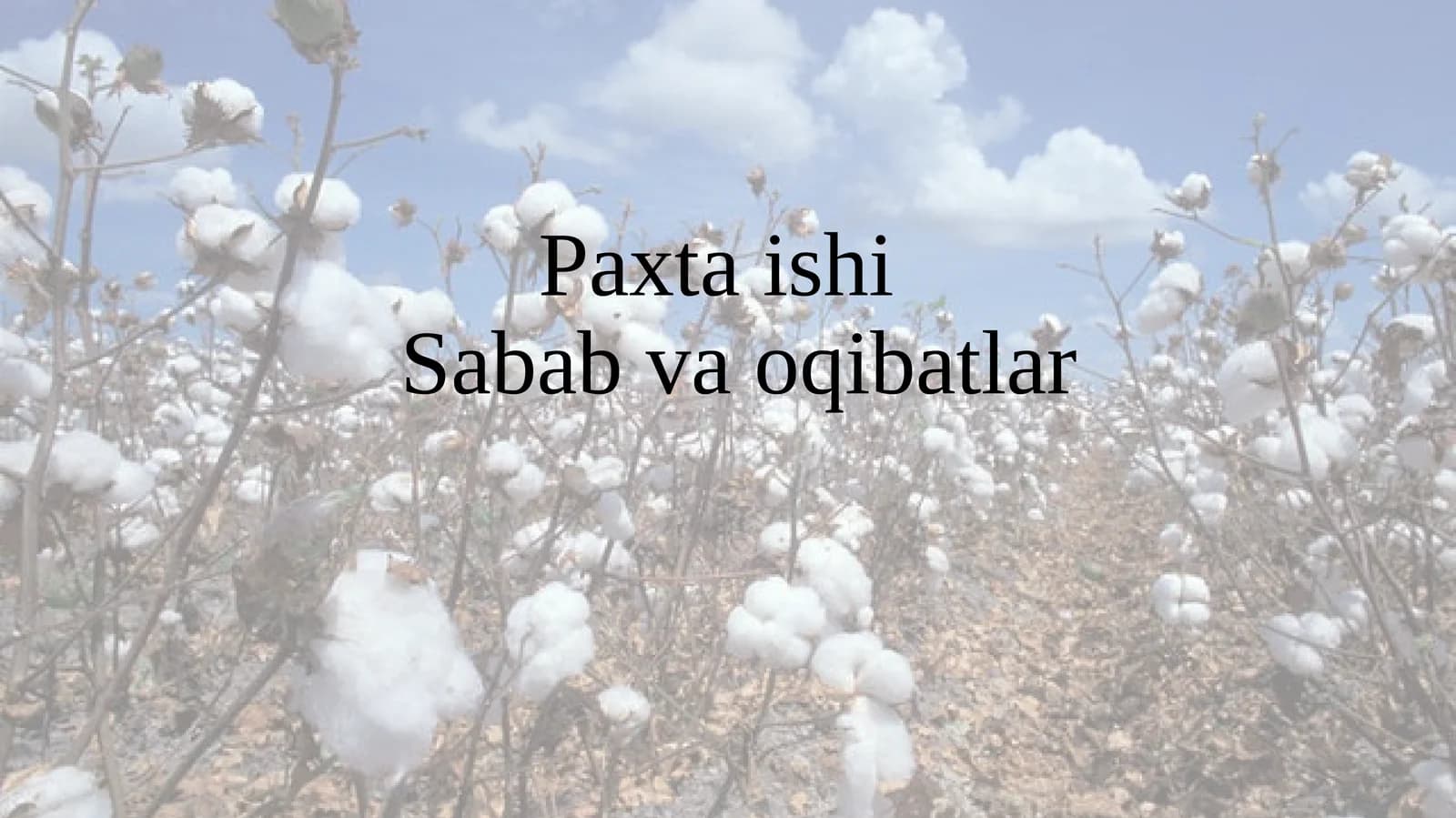 Paxta ishi  Sabab va oqibatlar