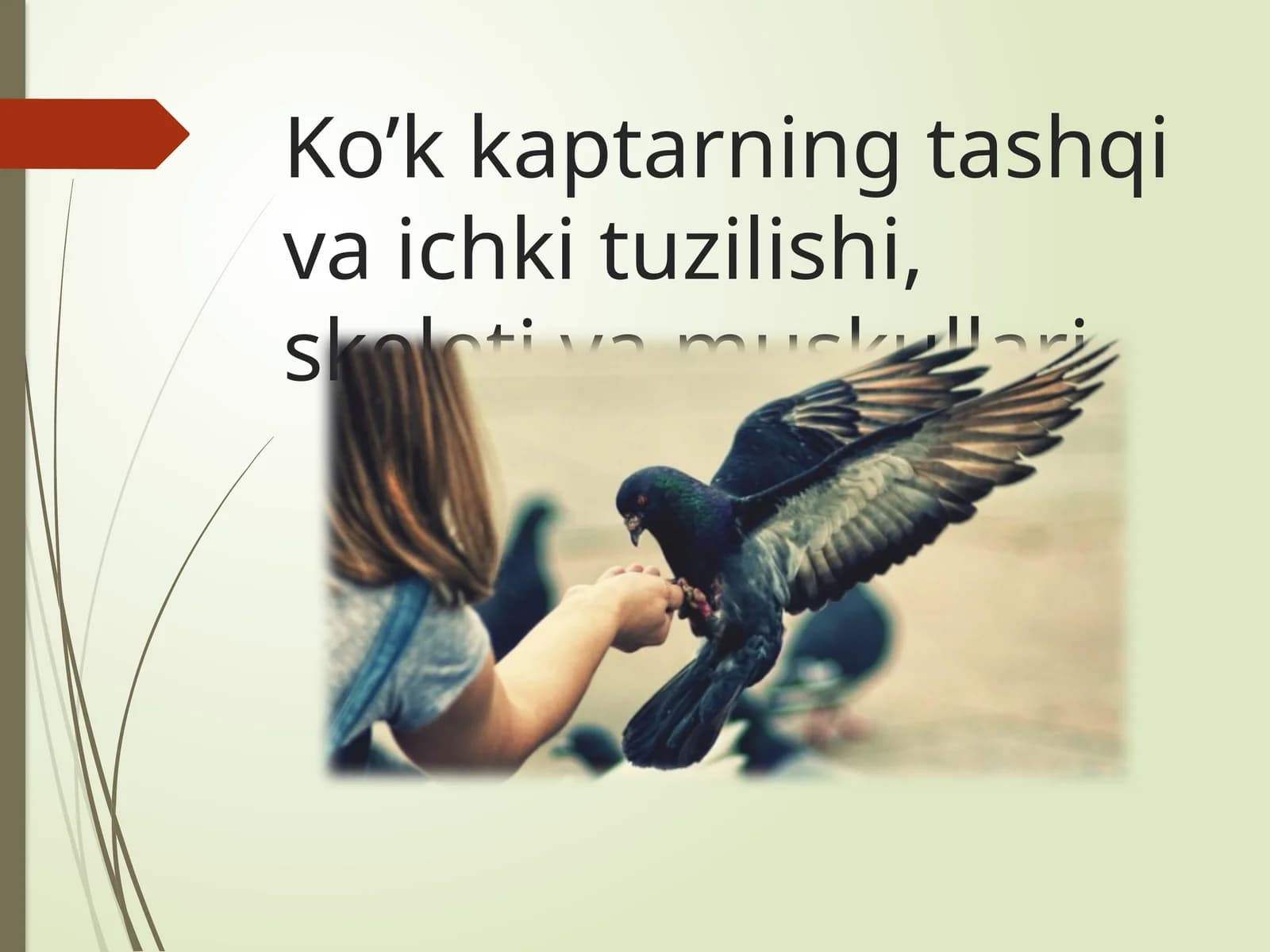 Ko’kkaptarningtashqivaichkituzilishi,skeletivamuskullari