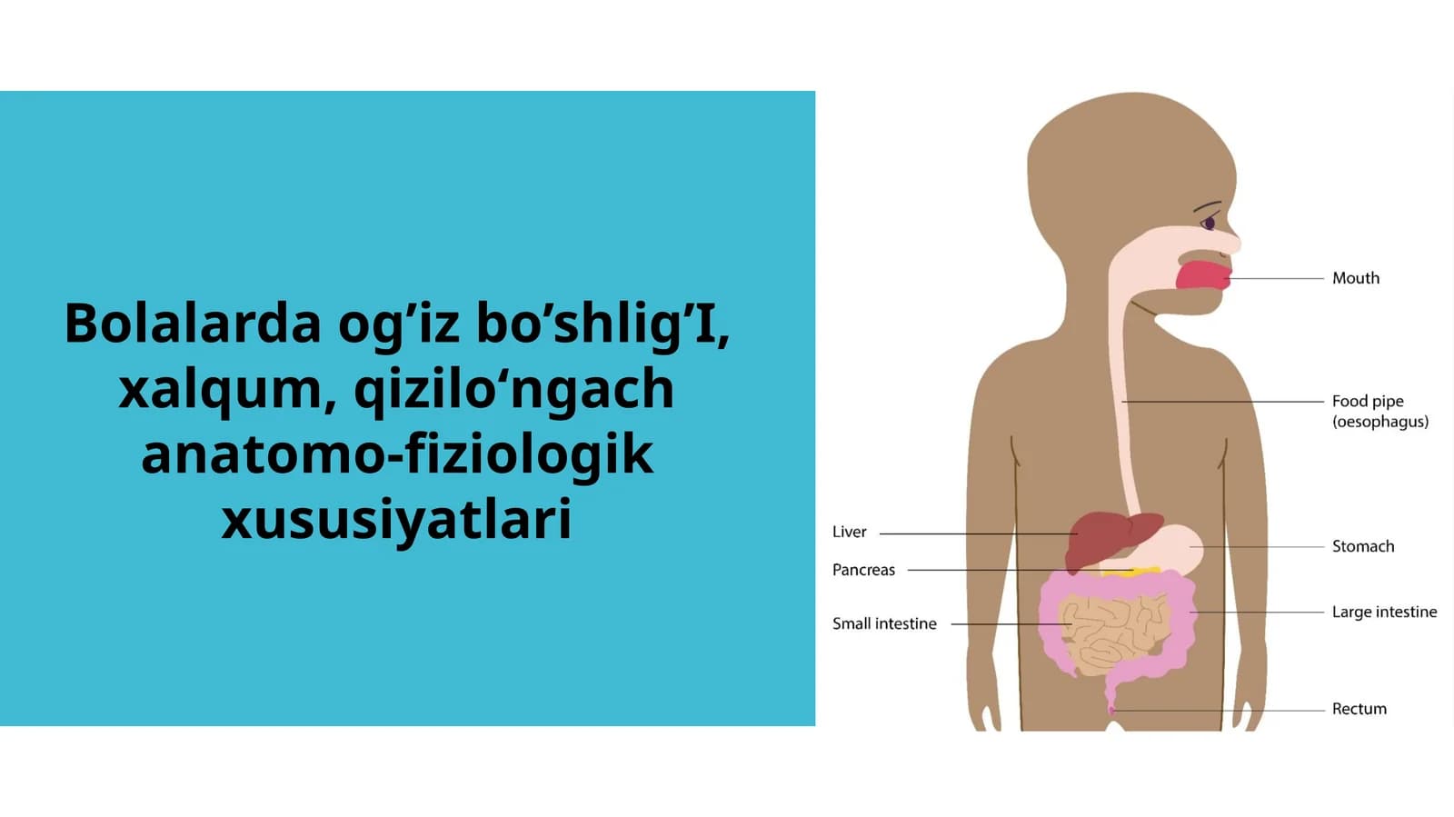 Bolalarda Og‘iz Bo‘shlig‘i, Halqum va Qizilo‘ngachning Anatomo-Fiziologik Xususiyatlari | 12 Slayd