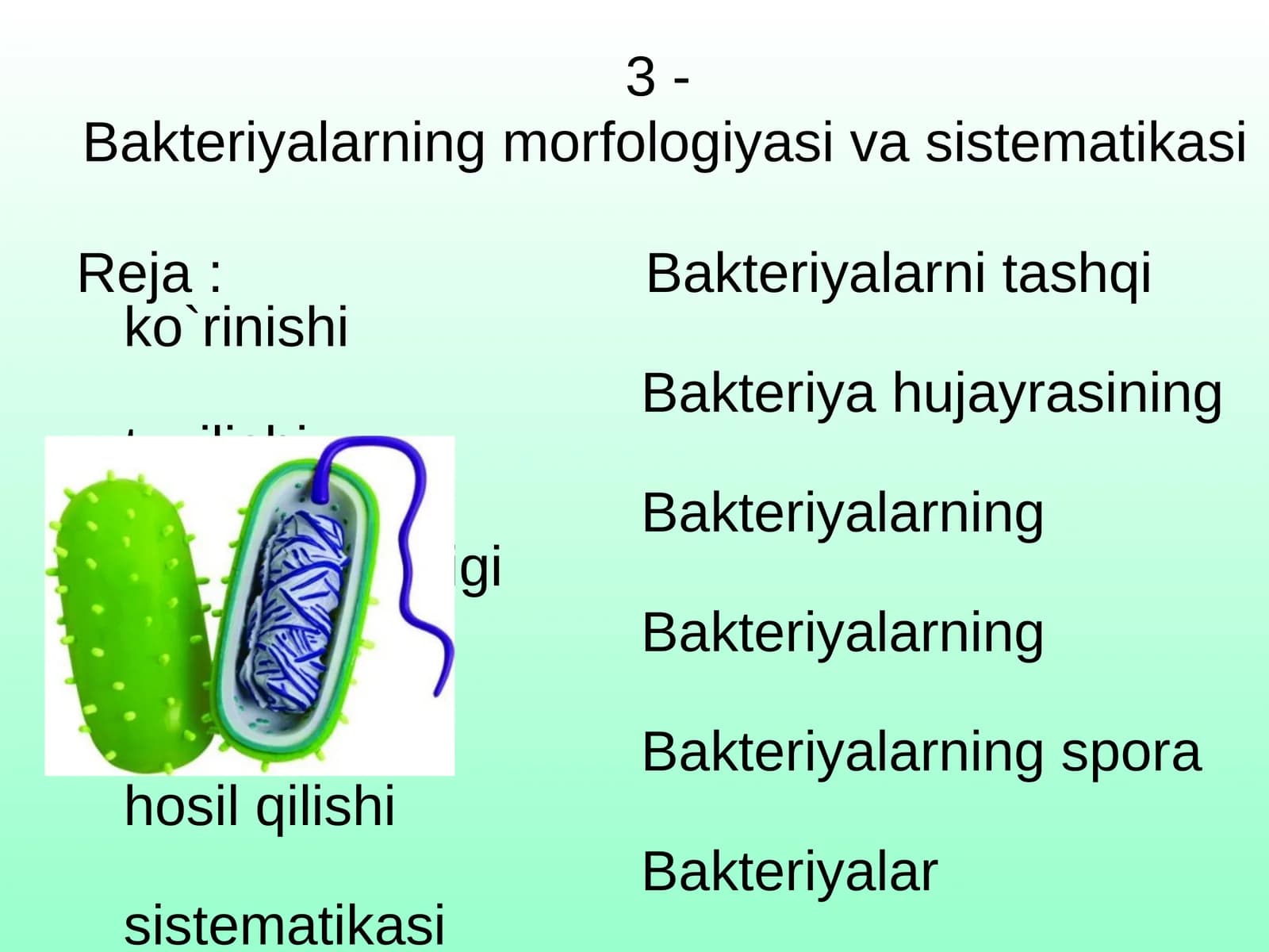 Bakteriyalarning morfologiyasi va sistematikasi